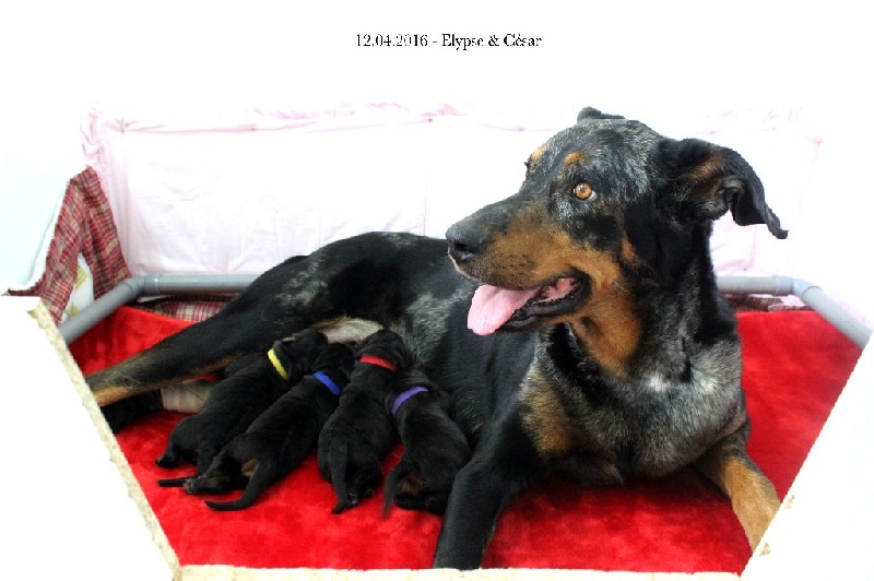 Chiot Berger de Beauce A L'Empreinte De Titan