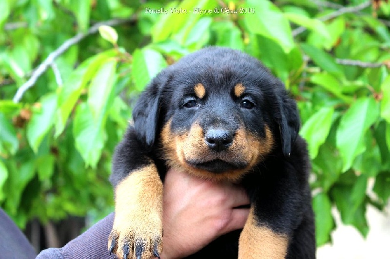 A L'Empreinte De Titan - Chiots disponibles - Berger de Beauce